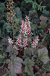 Kira Alpine Forest Coral Bells (Heuchera 'Kira Alpine Forest') at Lakeshore Garden Centres