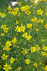 Tweety Tickseed (Coreopsis verticillata 'Tweety') at Lakeshore Garden Centres