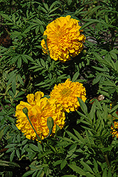 Jedi Deep Gold Marigold (Tagetes erecta 'Jedi Deep Gold') at Lakeshore Garden Centres