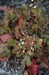 Kira Tropical Forest Coral Bells (Heuchera 'Kira Tropical Forest') at Lakeshore Garden Centres