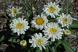 Freak! Shasta Daisy (Leucanthemum x superbum 'Freak!') at Lakeshore Garden Centres