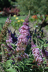 Buzz Violet Butterfly Bush (Buddleia davidii 'Tobudviole') at Lakeshore Garden Centres