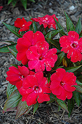 Magnum Dark Red New Guinea Impatiens (Impatiens 'Magnum Dark Red') at Lakeshore Garden Centres