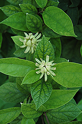 Athens Sweetshrub (Calycanthus floridus 'Athens') at Lakeshore Garden Centres