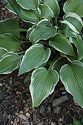 Emma Hosta (Hosta 'Emma') at Lakeshore Garden Centres