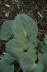 Mood Indigo Hosta (Hosta 'Mood Indigo') at Lakeshore Garden Centres