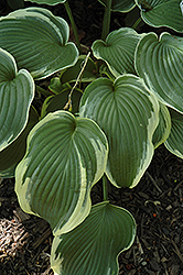 Amazing Grace Hosta (Hosta 'Amazing Grace') at Lakeshore Garden Centres