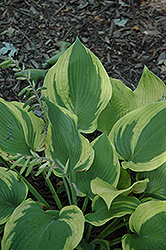 Handy Hatfield Hosta (Hosta 'Handy Hatfield') at Lakeshore Garden Centres