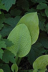 Pretty Peggy Hosta (Hosta 'Pretty Peggy') at Lakeshore Garden Centres