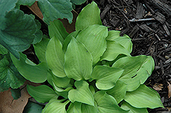 Jiminy Cricket Hosta (Hosta 'Jiminy Cricket') at Lakeshore Garden Centres