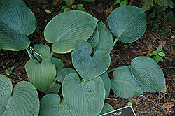 Am I Blue Hosta (Hosta 'Am I Blue') at Lakeshore Garden Centres