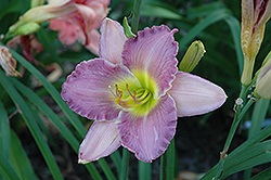 Ming Ballet Daylily (Hemerocallis 'Ming Ballet') at Lakeshore Garden Centres