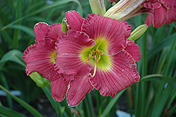 Castle Camelot Daylily (Hemerocallis 'Castle Camelot') at Lakeshore Garden Centres