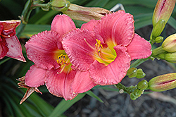 Bowl Of Cherries Daylily (Hemerocallis 'Bowl Of Cherries') at Lakeshore Garden Centres