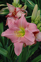 Vie En Rose Daylily (Hemerocallis 'Vie En Rose') at Lakeshore Garden Centres