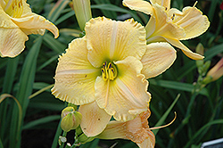 Warp Drive Daylily (Hemerocallis 'Warp Drive') at Lakeshore Garden Centres