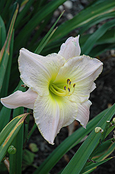 Celestial City Daylily (Hemerocallis 'Celestial City') at Lakeshore Garden Centres