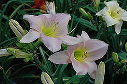 Aspasia Daylily (Hemerocallis 'Aspasia') at Lakeshore Garden Centres