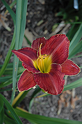 Norwegian Woods Daylily (Hemerocallis 'Norwegian Woods') at Lakeshore Garden Centres