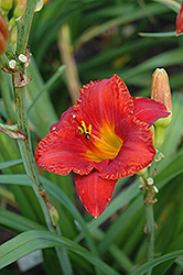 Pygmy Tribe Daylily (Hemerocallis 'Pygmy Tribe') at Lakeshore Garden Centres