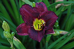 Pygmy Plum Daylily (Hemerocallis 'Pygmy Plum') at Lakeshore Garden Centres