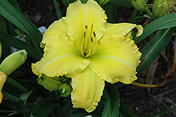 Kingdom Come Daylily (Hemerocallis 'Kingdom Come') at Lakeshore Garden Centres
