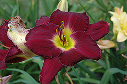 Beaujolais Daylily (Hemerocallis 'Beaujolais') at Lakeshore Garden Centres
