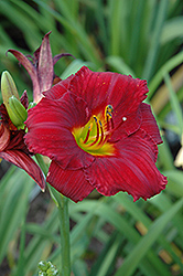 All American Heart Daylily (Hemerocallis 'All American Heart') at Lakeshore Garden Centres