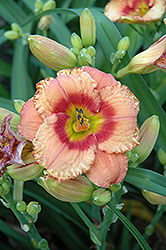 Penny Serenade Daylily (Hemerocallis 'Penny Serenade') at Lakeshore Garden Centres