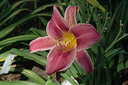 Grape Harvest Daylily (Hemerocallis 'Grape Harvest') at Lakeshore Garden Centres