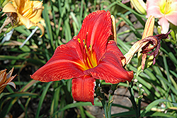 Tallyman Daylily (Hemerocallis 'Tallyman') at Lakeshore Garden Centres
