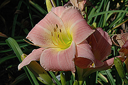 High Geisha Daylily (Hemerocallis 'High Geisha') at Lakeshore Garden Centres