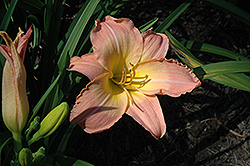 Princess Moonbeam Daylily (Hemerocallis 'Princess Moonbeam') at Lakeshore Garden Centres