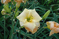 Maid Marian Daylily (Hemerocallis 'Maid Marian') at Lakeshore Garden Centres