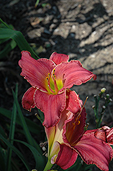 Disraeli Daylily (Hemerocallis 'Disraeli') at Lakeshore Garden Centres