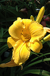 Ancient Egypt Daylily (Hemerocallis 'Ancient Egypt') at Lakeshore Garden Centres