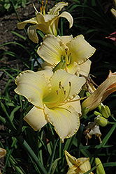 Solar Crest Daylily (Hemerocallis 'Solar Crest') at Lakeshore Garden Centres