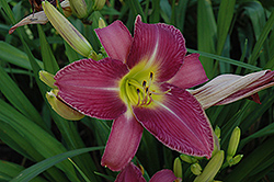 Queen's Navy Daylily (Hemerocallis 'Queen's Navy') at Lakeshore Garden Centres