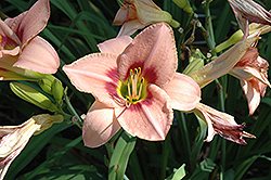 Newcastle Court Daylily (Hemerocallis 'Newcastle Court') at Lakeshore Garden Centres