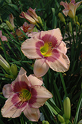 Svengali Daylily (Hemerocallis 'Svengali') at Lakeshore Garden Centres