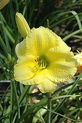 Sanctus Bell Daylily (Hemerocallis 'Sanctus Bell') at Lakeshore Garden Centres