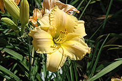 China Calm Daylily (Hemerocallis 'China Calm') at Lakeshore Garden Centres
