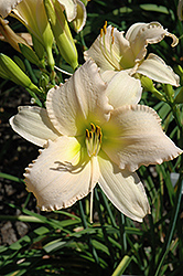 Siberian Sleigh Daylily (Hemerocallis 'Siberian Sleigh') at Lakeshore Garden Centres