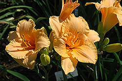 Curtsy Daylily (Hemerocallis 'Curtsy') at Lakeshore Garden Centres