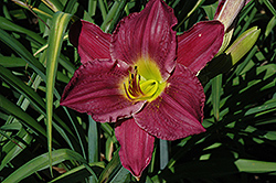 Houdini Daylily (Hemerocallis 'Houdini') at Lakeshore Garden Centres