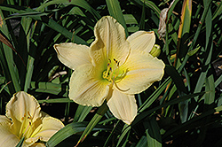 Dalai Lama Daylily (Hemerocallis 'Dalai Lama') at Lakeshore Garden Centres