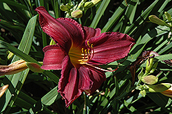 Zambia Daylily (Hemerocallis 'Zambia') at Lakeshore Garden Centres