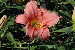 Love Goddess Daylily (Hemerocallis 'Love Goddess') at Lakeshore Garden Centres