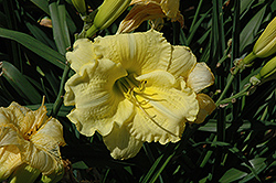 Gemini Daylily (Hemerocallis 'Gemini') at Lakeshore Garden Centres