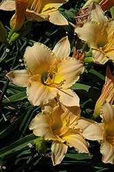 Puppet Show Daylily (Hemerocallis 'Puppet Show') at Lakeshore Garden Centres